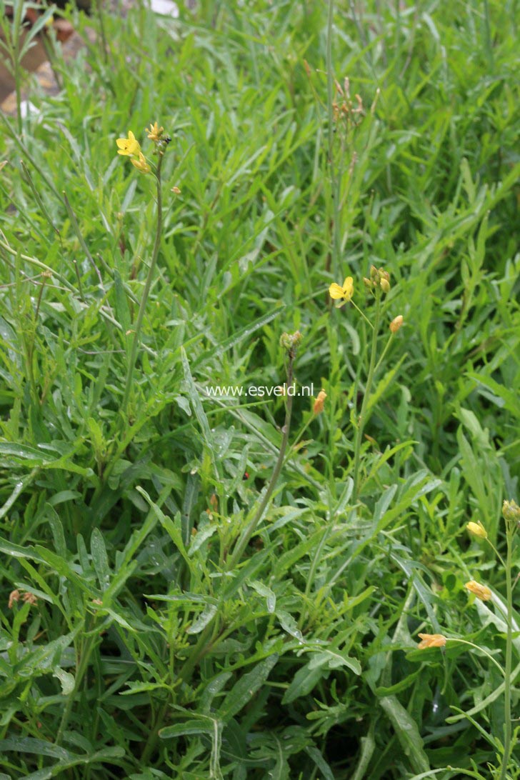 Eruca sativa