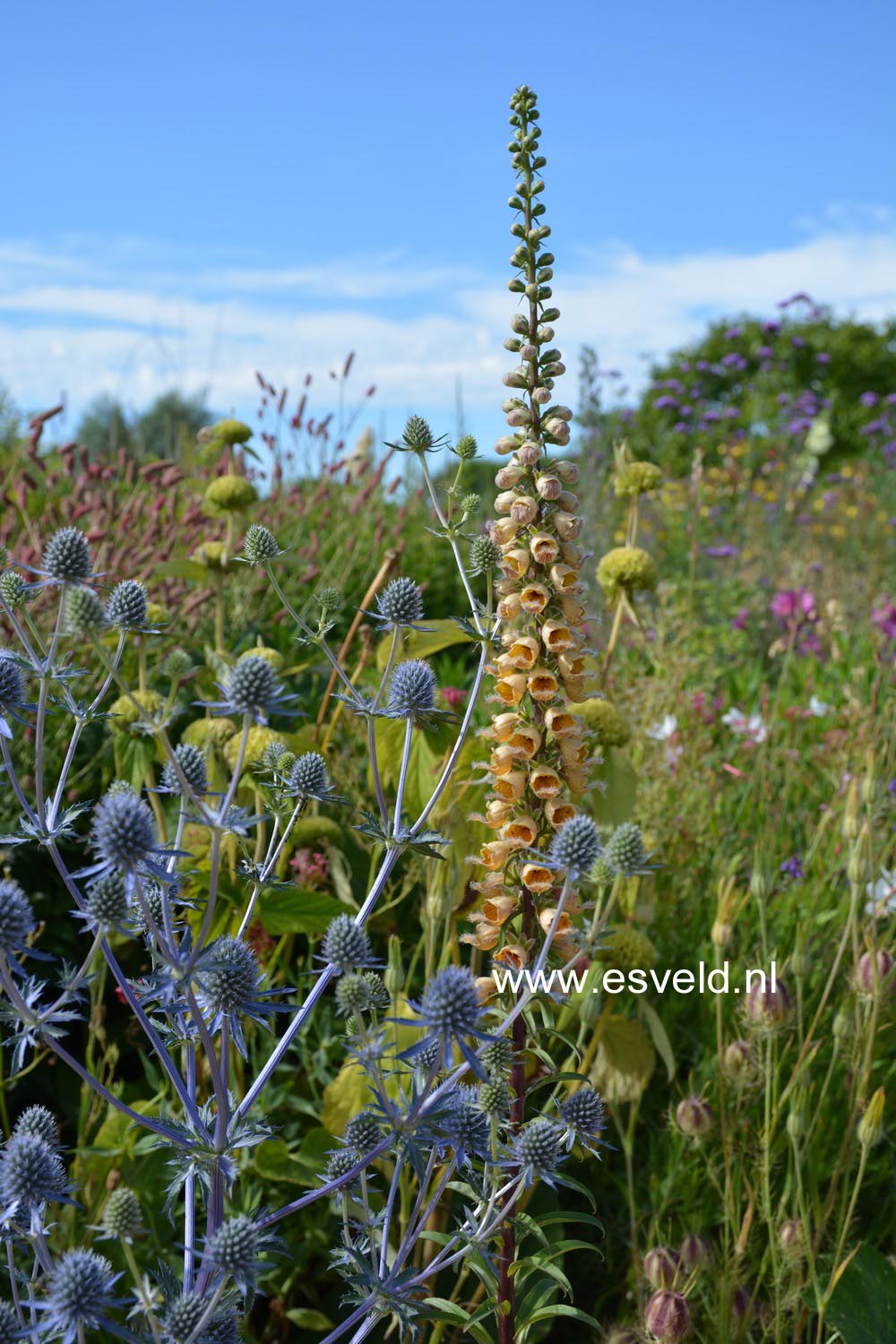 Eryngium planum 'Blauer Zwerg'