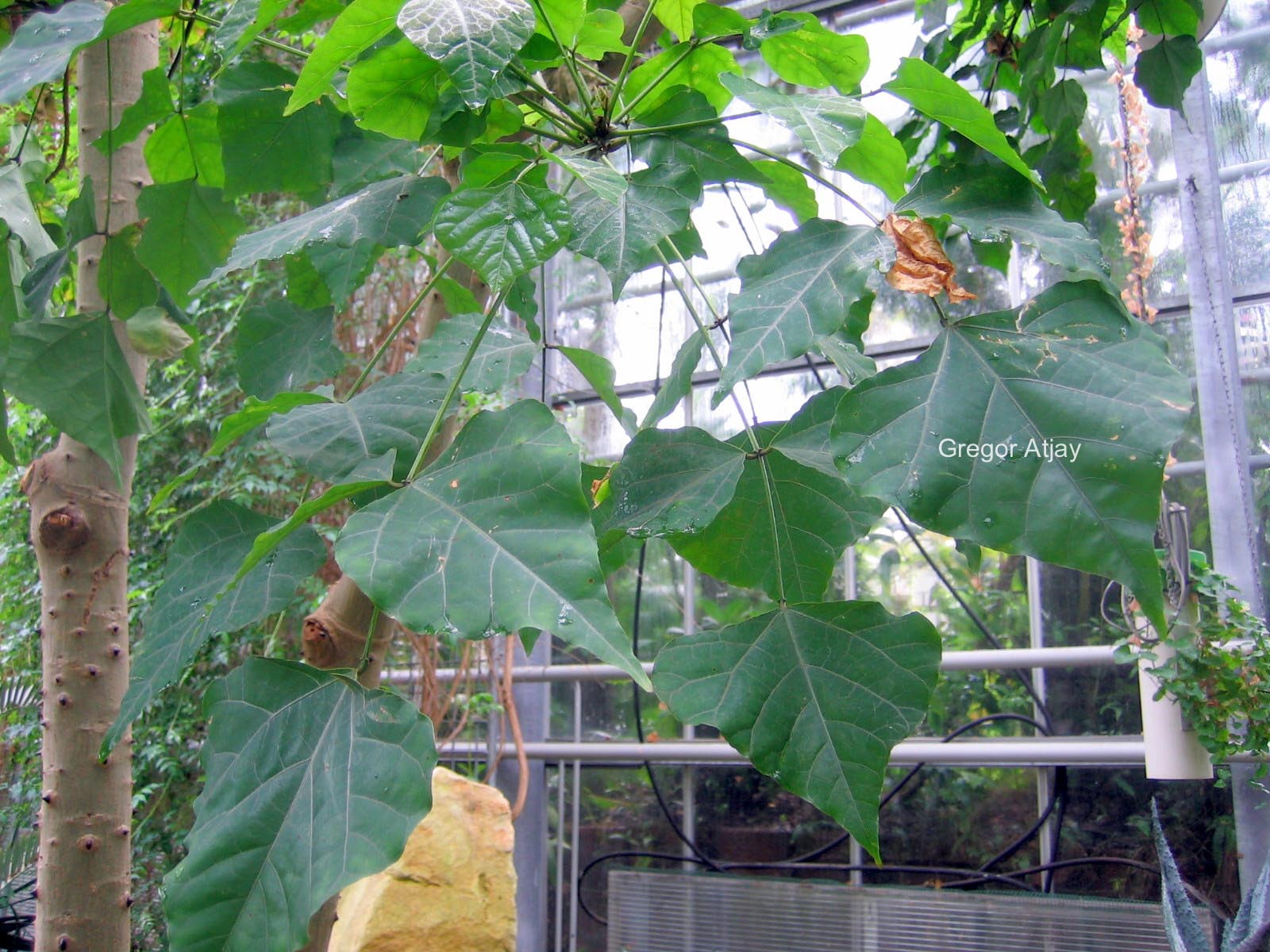 Erythrina caffra