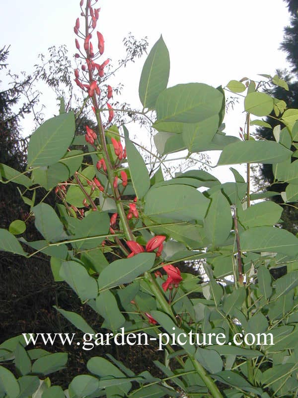 Erythrina crista-galli