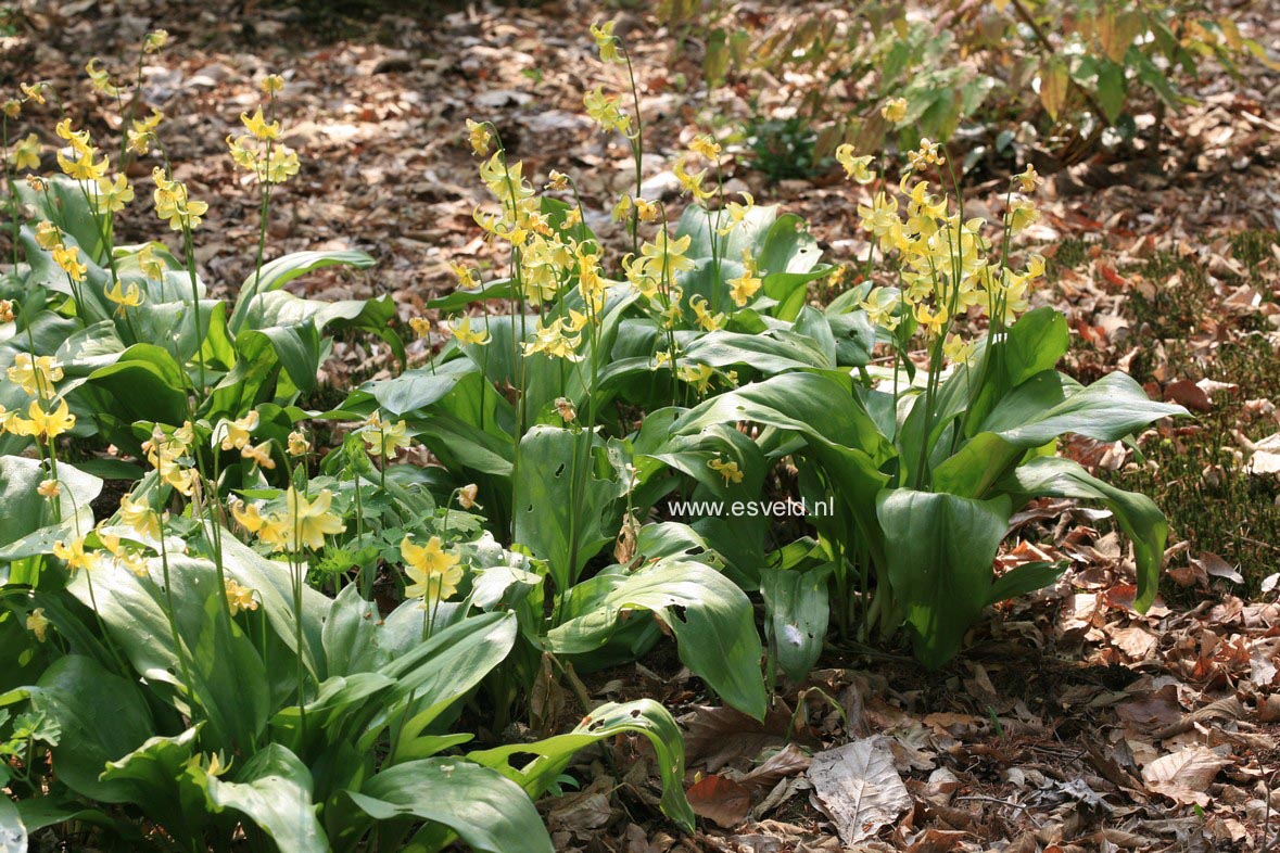 Erythronium 'Pagoda'