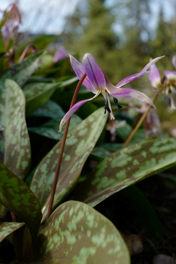Erythronium dens-canis