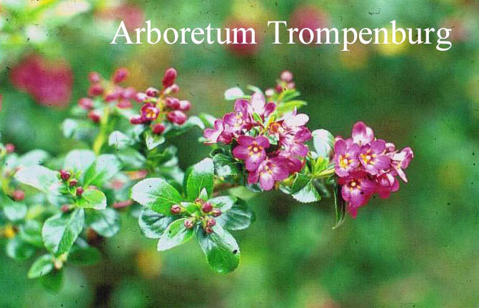 Escallonia rubra macrantha Escallonia rubra macrantha