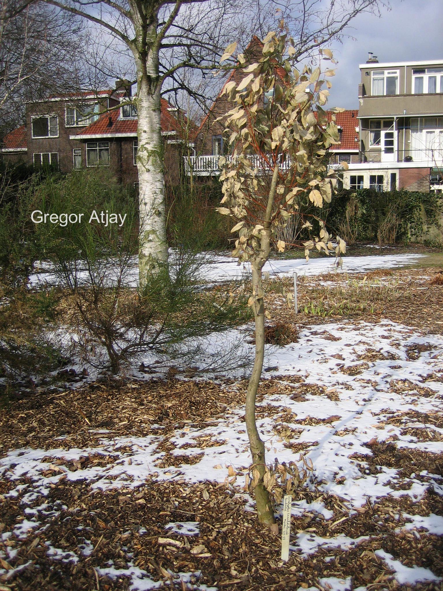 Eucalyptus camaldulensis