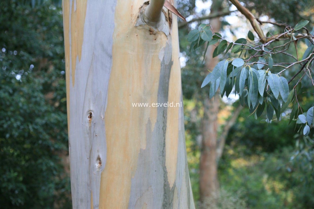 Eucalyptus glaucescens