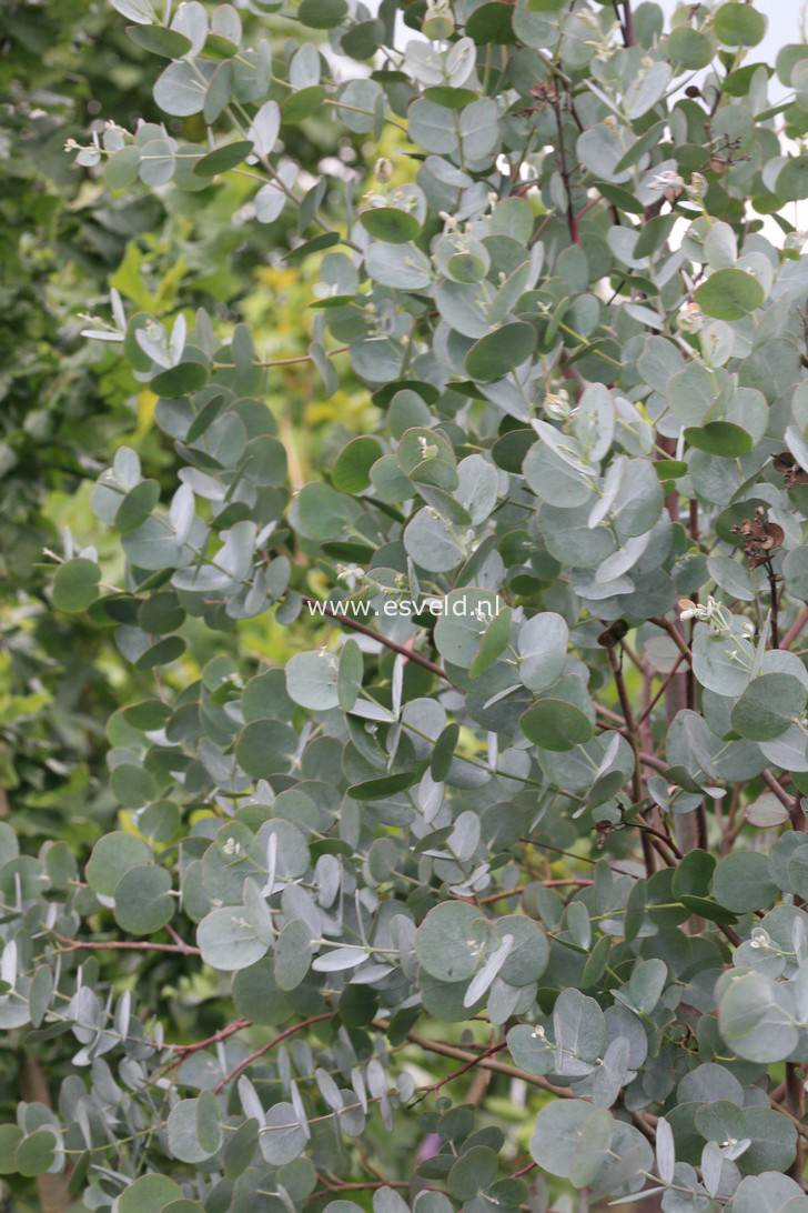 Eucalyptus gunnii 'Azura'