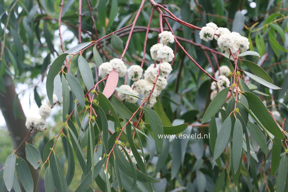 Eucalyptus parvifolia