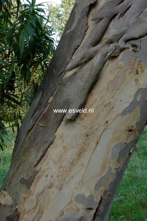 Eucalyptus pauciflora