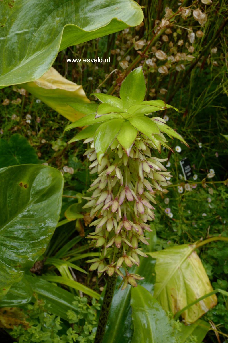 Eucomis bicolor