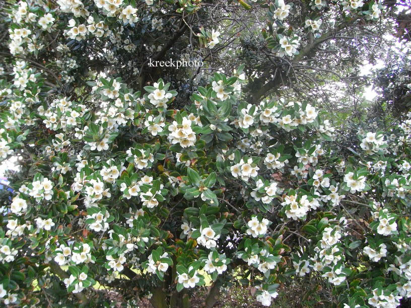 Eucryphia cordifolia