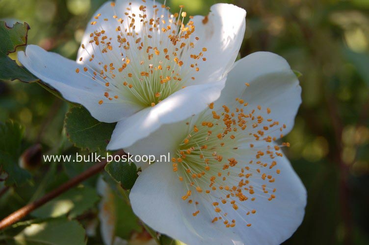 Eucryphia glutinosa