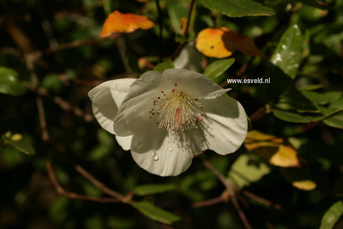 Eucryphia intermedia 'Rostrevor'