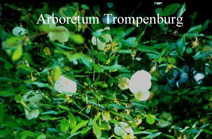 Eucryphia intermedia