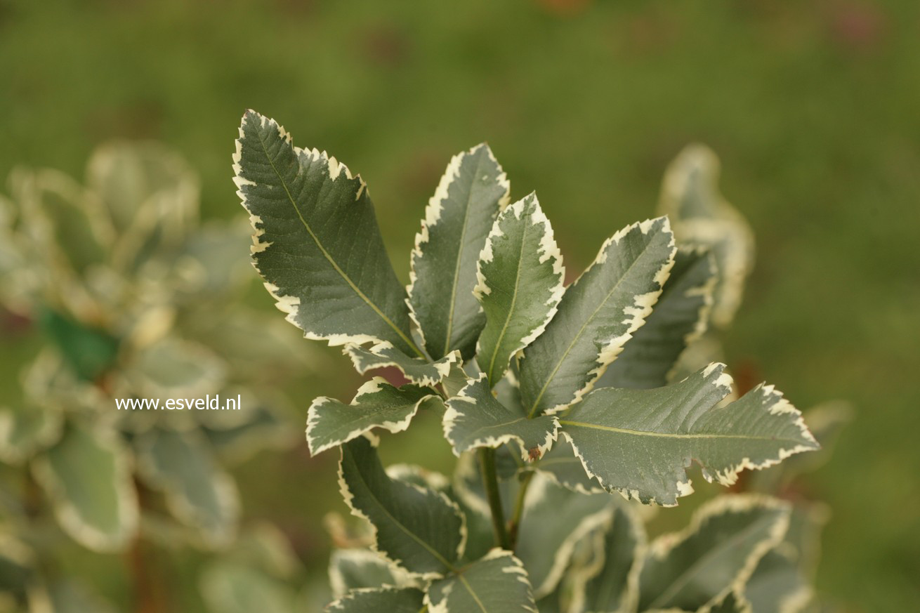 Eucryphia nymansensis 'Nymans Silver'