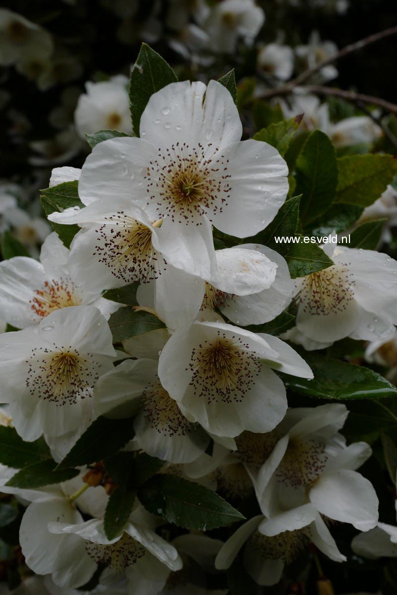 Eucryphia nymansensis 'Nymansay'