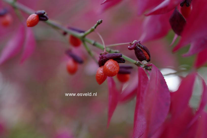 Euonymus alatus 'Compactus'