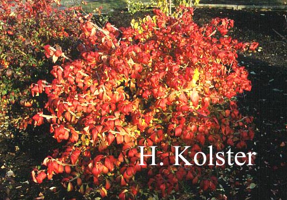 Euonymus alatus 'Macrophyllus'