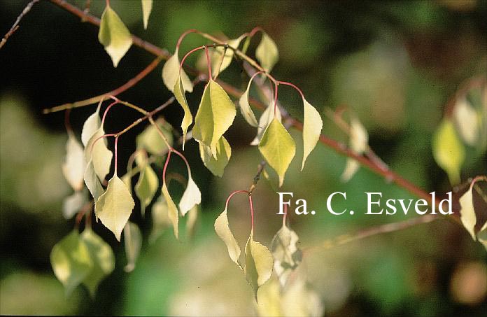 Euonymus bungeanus 'Hof ter Saksen' Euonymus bungeanus 'Hof ter Saksen'