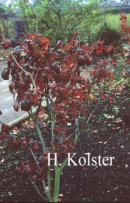 Euonymus carnosus (Syn. E. morrisonensis)