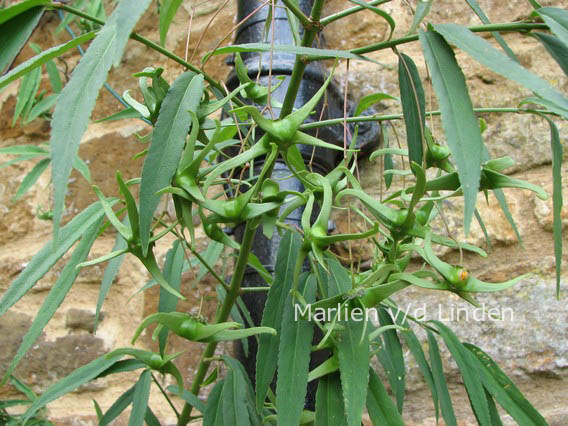 Euonymus clivicolus var. rongchuensis