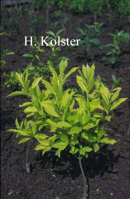 Euonymus europaeus 'Chrysophyllus'