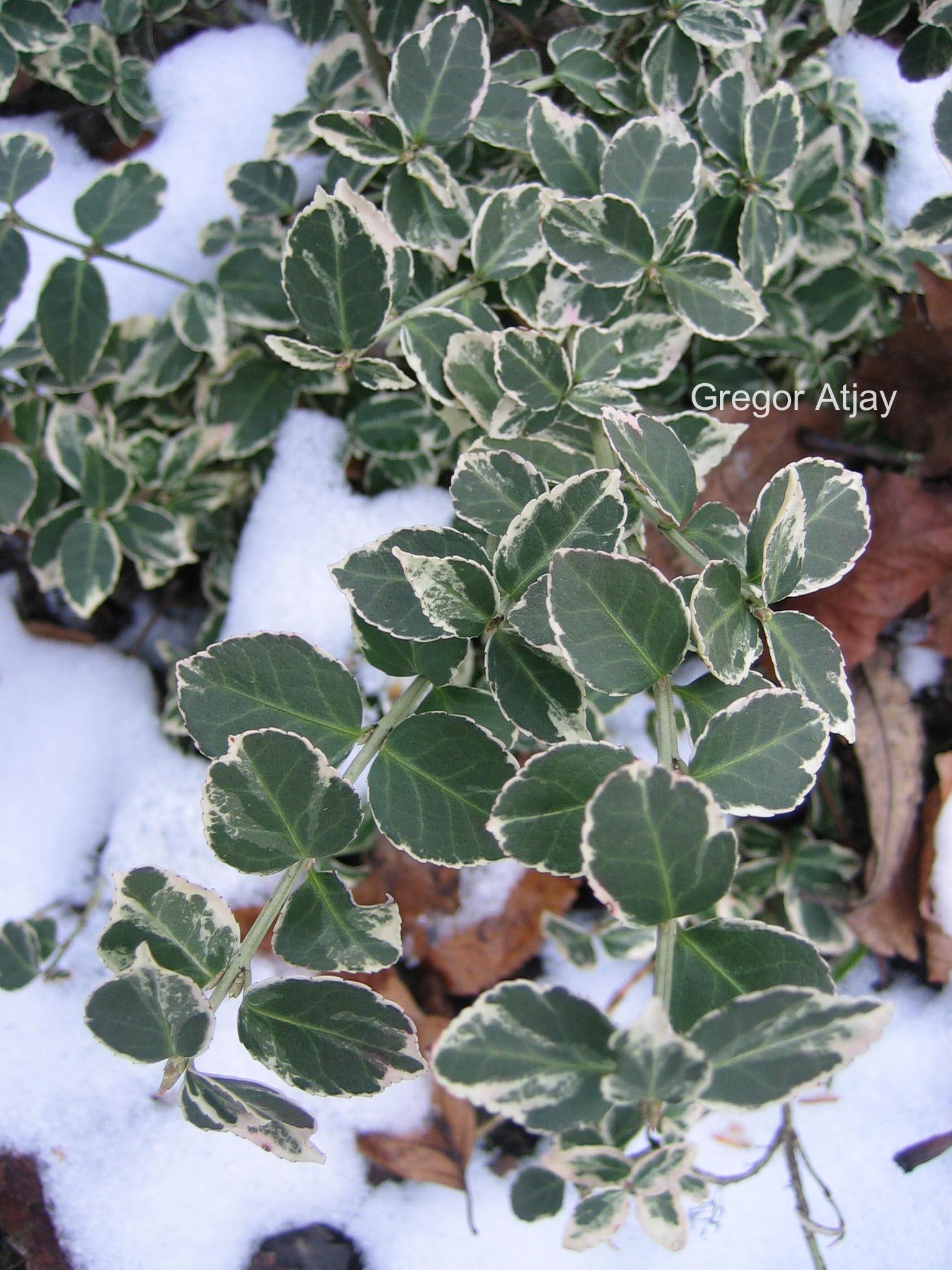 Euonymus fortunei 'Gaiety Silver'