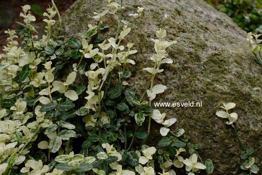 Euonymus fortunei 'Silverstone'