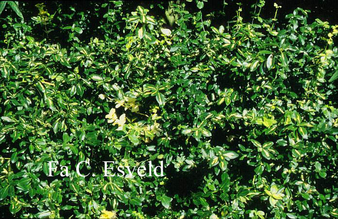 Euonymus fortunei 'Sunspot'