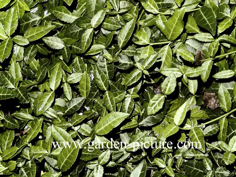 Euonymus fortunei 'Tustin'