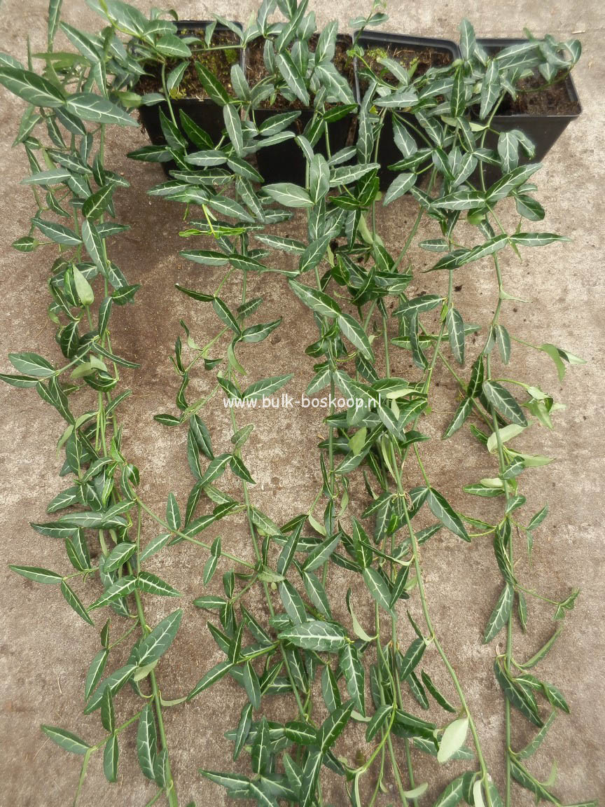 Euonymus fortunei 'Wolong Ghost'