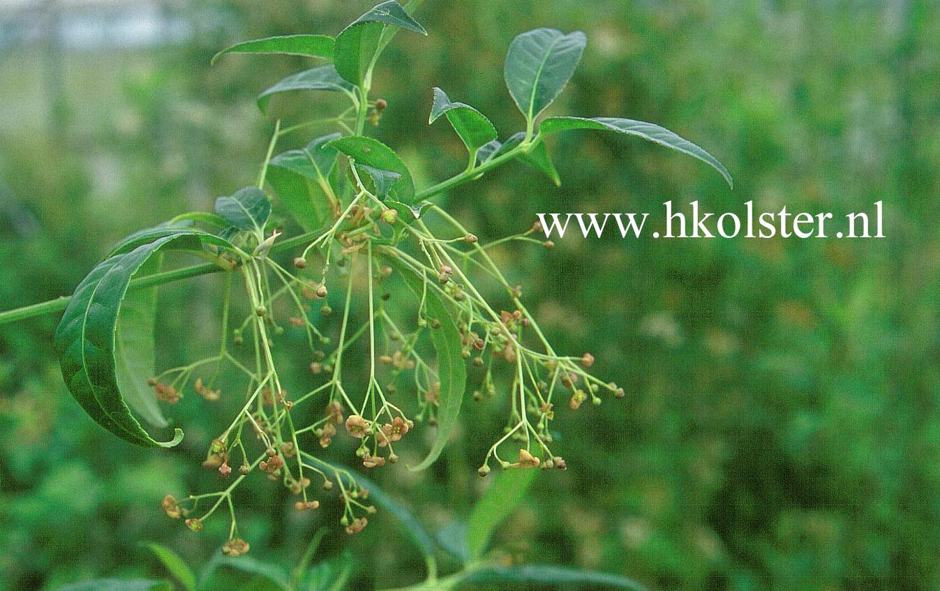 Euonymus frigidus var. elongatus Euonymus frigidus var. elongatus