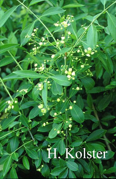 Euonymus grandiflorus f. salificolius