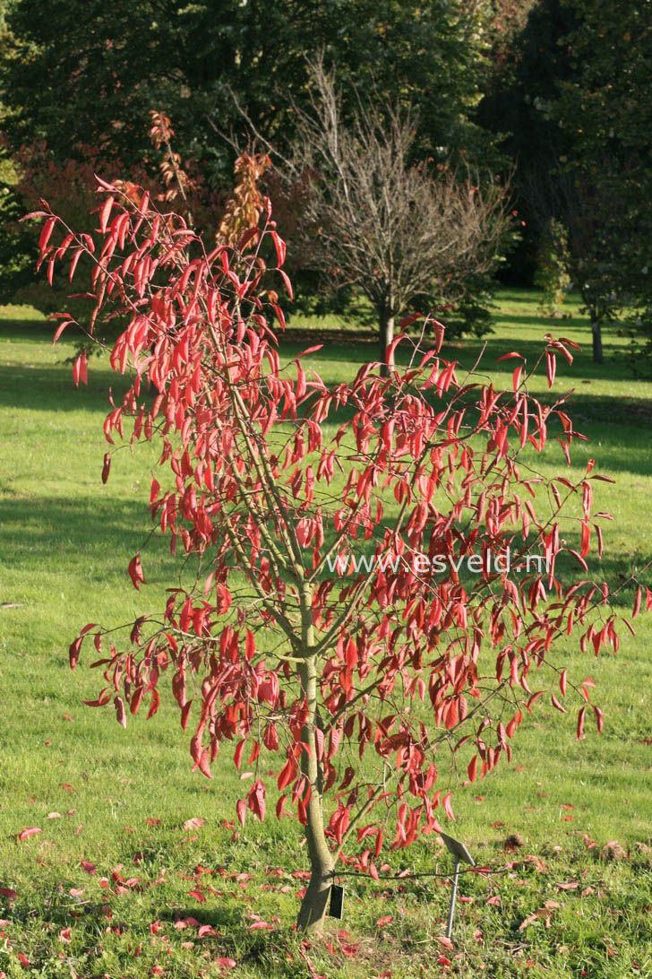 Euonymus hamiltonianus 'Fiesta'
