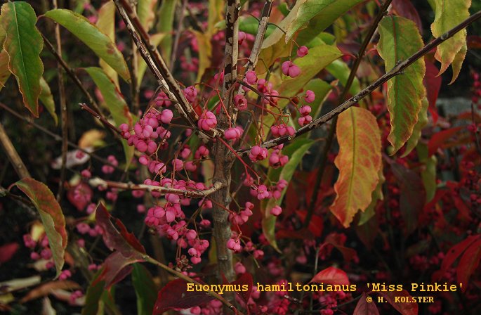Euonymus hamiltonianus 'Miss Pinky'