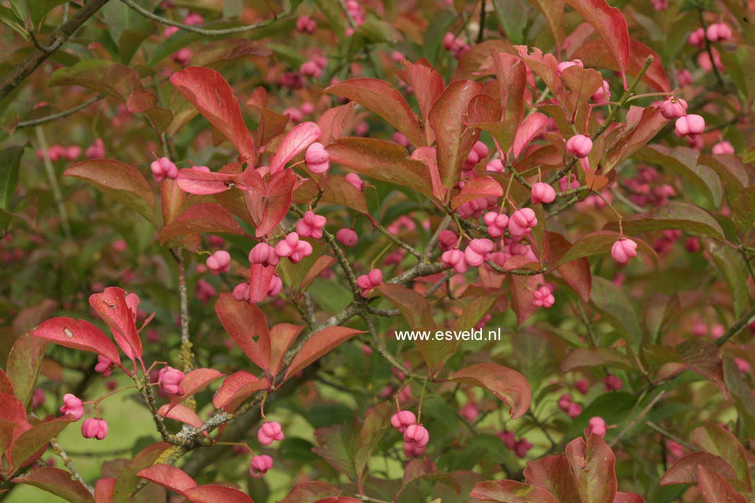 Euonymus hamiltonianus 'Pink Delight'
