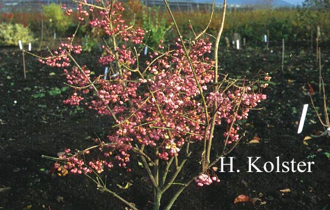 Euonymus hamiltonianus 'Poort Bulten'