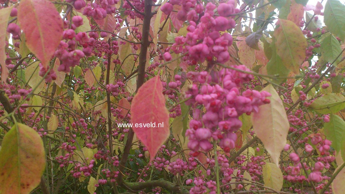 Euonymus hamiltonianus maackii