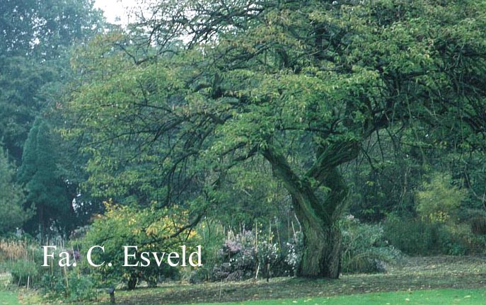 Euonymus hamiltonianus sieboldianus