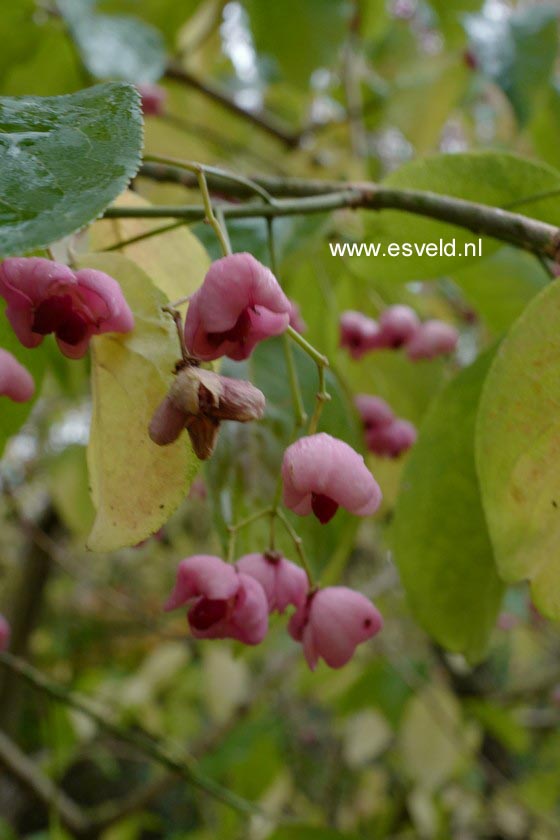 Euonymus hamiltonianus