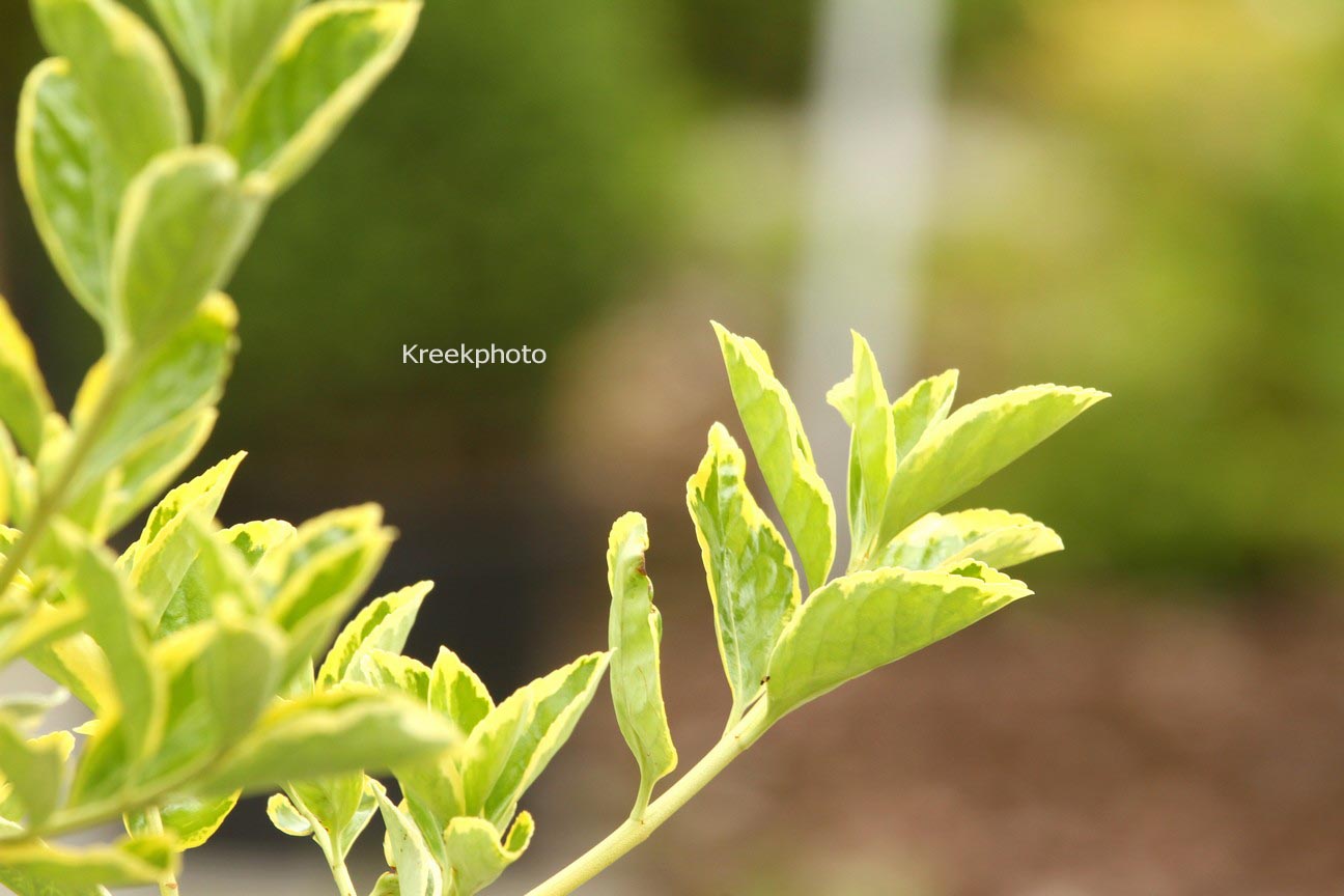 Euonymus japonicus 'Albomarginatus'