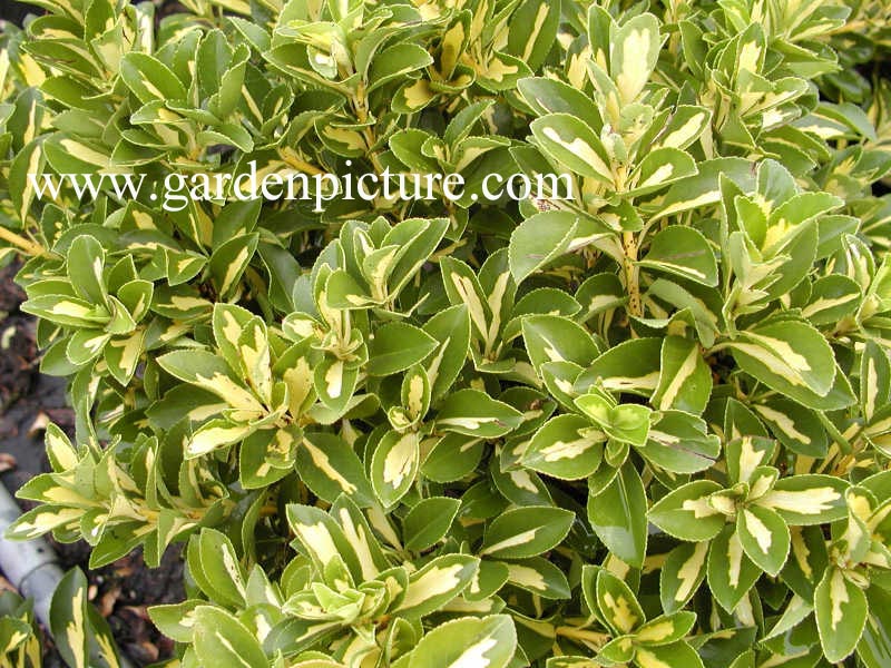 Euonymus japonicus 'Aureus'