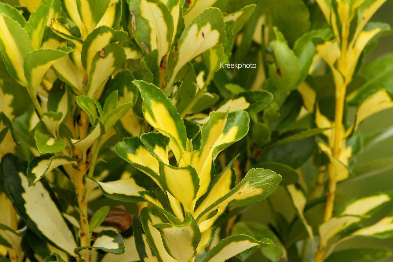 Euonymus japonicus 'Gold Queen'