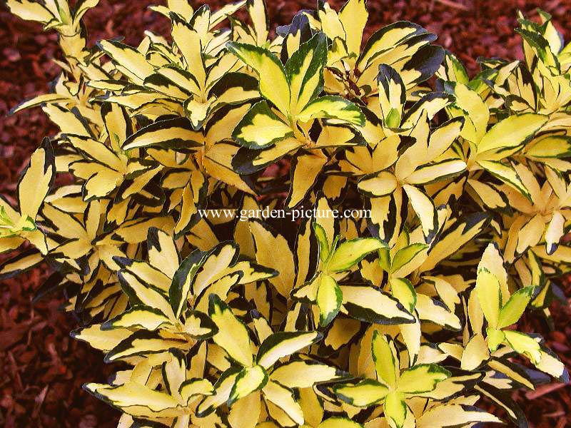 Euonymus japonicus 'Goldbolwi'