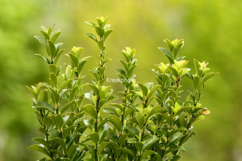 Euonymus japonicus 'Green Spire'