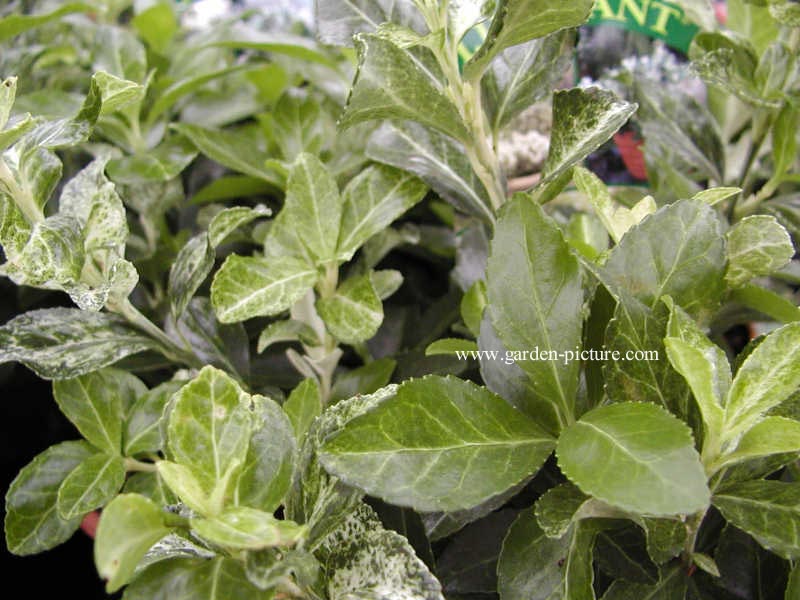 Euonymus japonicus 'Heespierrolino' (PIERROLINO)