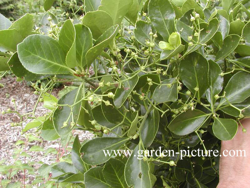 Euonymus kiautschovicus