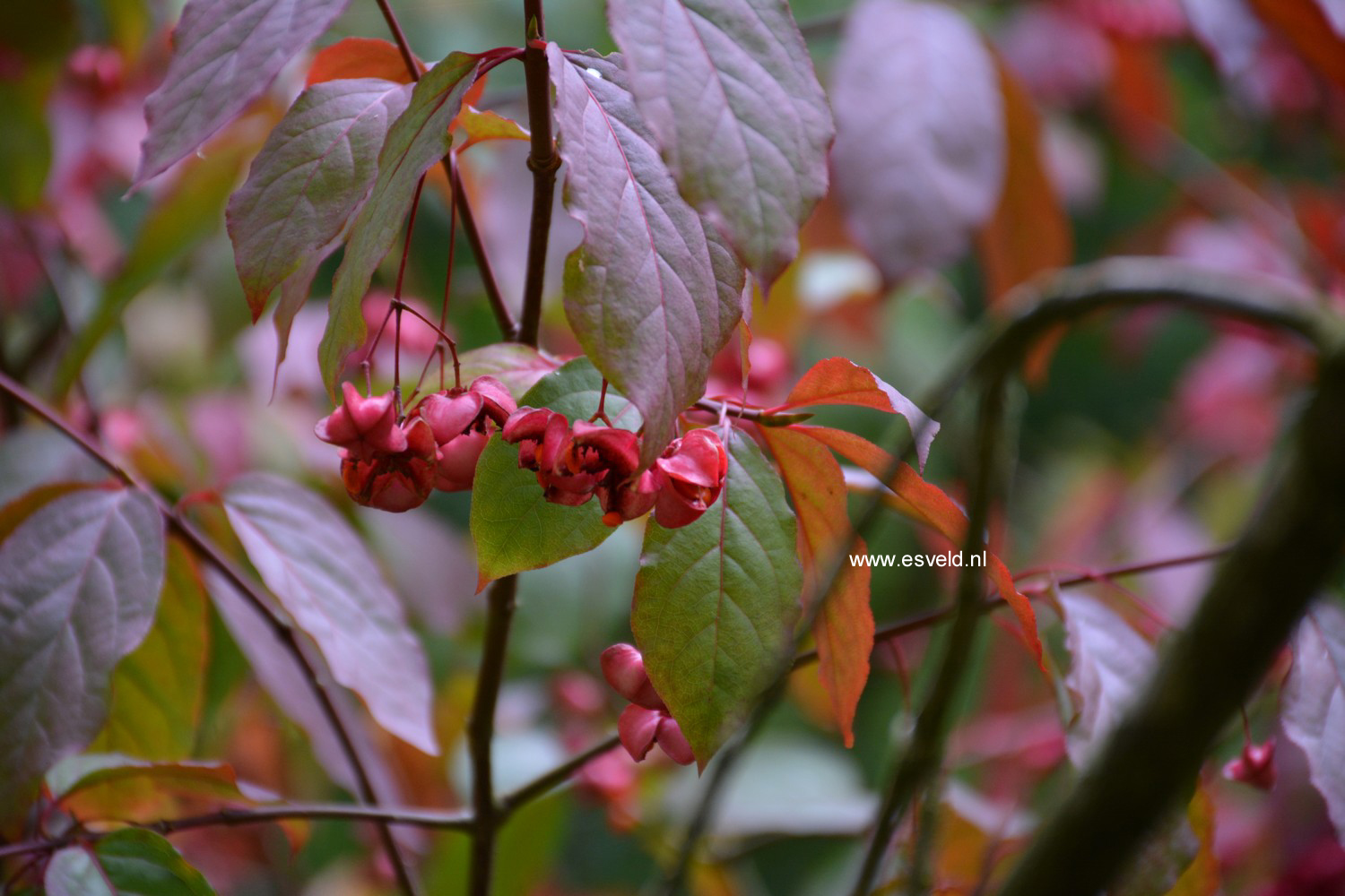 Euonymus sachalinensis