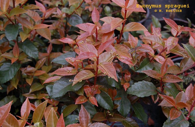Euonymus spraguei