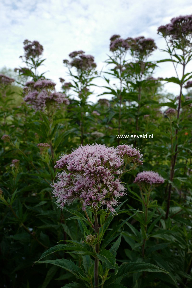 Eupatorium cannabinum