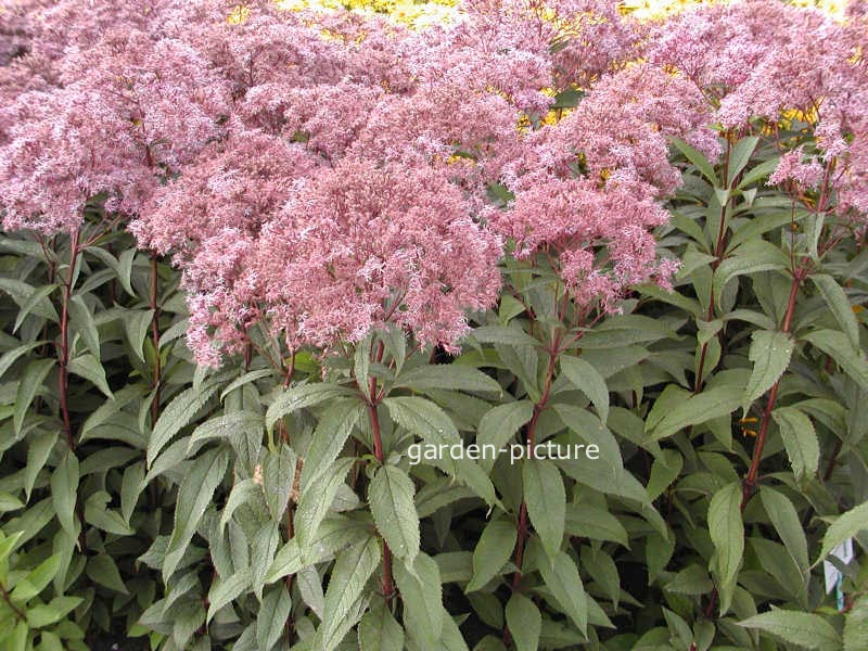 Eupatorium maculatum 'Glutball'
